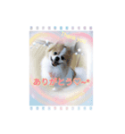 マルポメ（個別スタンプ：4）