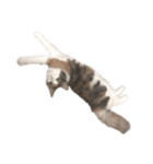 愛猫シエルNo.10（シンプル）（個別スタンプ：1）