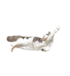 愛猫シエルNo.10（シンプル）（個別スタンプ：3）