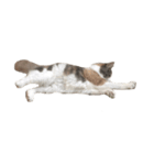 愛猫シエルNo.10（シンプル）（個別スタンプ：5）