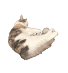 愛猫シエルNo.10（シンプル）（個別スタンプ：7）