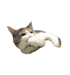 愛猫シエルNo.10（シンプル）（個別スタンプ：8）