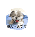 ちょこスタンプ No.1（個別スタンプ：11）