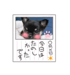 可愛いれおのすけ（個別スタンプ：7）