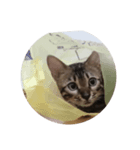 ベンガル④（個別スタンプ：6）