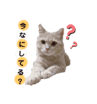 ここてつちゃろ 時々さいちゃん（個別スタンプ：1）