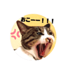 ここてつちゃろ 時々さいちゃん（個別スタンプ：3）