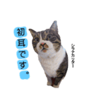 ここてつちゃろ 時々さいちゃん（個別スタンプ：7）