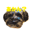 ここてつちゃろ 時々さいちゃん（個別スタンプ：8）
