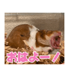 もんど＆フレンド（個別スタンプ：1）