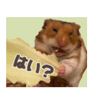もんど＆フレンド（個別スタンプ：5）