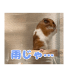 もんど＆フレンド（個別スタンプ：10）