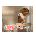 もんど＆フレンド（個別スタンプ：11）