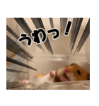 もんど＆フレンド（個別スタンプ：12）