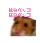 もんど＆フレンド（個別スタンプ：14）