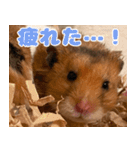 もんど＆フレンド（個別スタンプ：15）