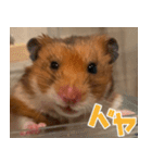 もんど＆フレンド（個別スタンプ：16）