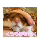 もんど＆フレンド（個別スタンプ：17）