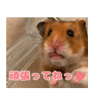 もんど＆フレンド（個別スタンプ：18）