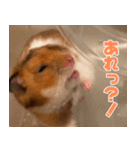 もんど＆フレンド（個別スタンプ：20）