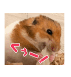 もんど＆フレンド（個別スタンプ：21）