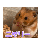 もんど＆フレンド（個別スタンプ：22）