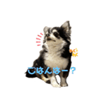 むぎ、せら、おもち時々こう（個別スタンプ：1）