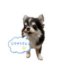 むぎ、せら、おもち時々こう（個別スタンプ：2）