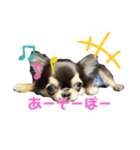 むぎ、せら、おもち時々こう（個別スタンプ：5）