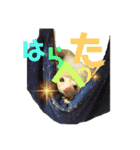 むぎ、せら、おもち時々こう（個別スタンプ：6）