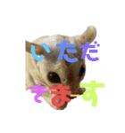 むぎ、せら、おもち時々こう（個別スタンプ：8）