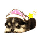 むぎ、せら、おもち時々こう（個別スタンプ：11）