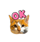 うちの猫ネコ（個別スタンプ：1）