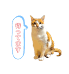 うちの猫ネコ（個別スタンプ：2）