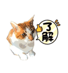 うちの猫ネコ（個別スタンプ：3）