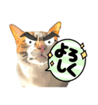 うちの猫ネコ（個別スタンプ：8）