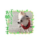 きゅんきゅん♡パールちゃん♡（個別スタンプ：1）