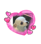 きゅんきゅん♡パールちゃん♡（個別スタンプ：3）