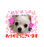 きゅんきゅん♡パールちゃん♡（個別スタンプ：4）