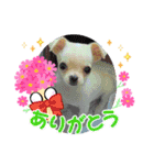 きゅんきゅん♡パールちゃん♡（個別スタンプ：9）
