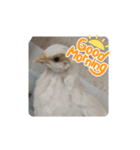 うずらズすたんぷ（個別スタンプ：3）