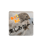 うずらズすたんぷ（個別スタンプ：5）