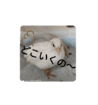 うずらズすたんぷ（個別スタンプ：7）