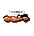 アヒルの日常会話casual conversation（個別スタンプ：1）