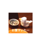 アヒルの日常会話casual conversation（個別スタンプ：2）