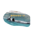 動物スタンプ（改良版）挨拶（個別スタンプ：6）