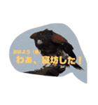 動物スタンプ（改良版）挨拶（個別スタンプ：7）