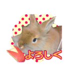 ぽんぴのぷうスタンプ（個別スタンプ：2）