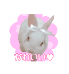 ぽんぴのぷうスタンプ（個別スタンプ：6）