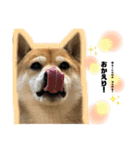 僕、げん！！（個別スタンプ：9）